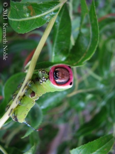 puss moth larva (Cerura vinula) Kenneth Noble
